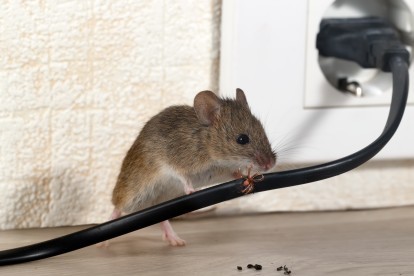 Pest Control in Norbury, SW16. Call Now! 020 8166 9746