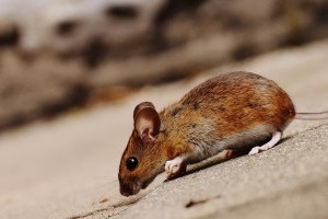 Mouse extermination, Pest Control in Norbury, SW16. Call Now 020 8166 9746