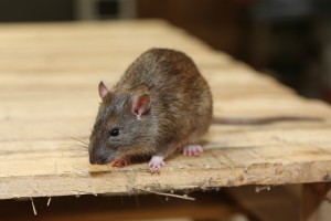 Rodent Control, Pest Control in Norbury, SW16. Call Now 020 8166 9746
