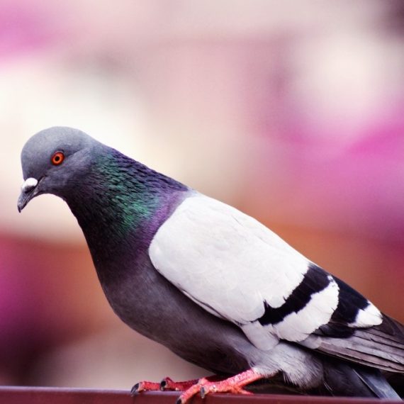 Birds, Pest Control in Norbury, SW16. Call Now! 020 8166 9746